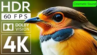 SCREEN CRUSHER Dolby Vision 4K HDR 60 FPS - Animal beauty around the world - with Cinematic Sound