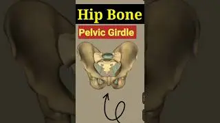 Pelvic Girdle 