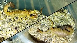 Кормление и рост жёлтого толстохвостого скорпиона (Androctonus australis) / Scorpion feeding