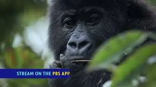 NATURE: Silverback - Preview