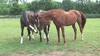 24 years old stallion Sir Maestro joins his old friends