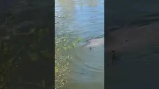 Carp on the hook #fishing #carpfishing #fish