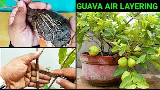 How to do Air layering in any Fruit tree and make Clone Plant ~ Guava Air layering Easiest Method