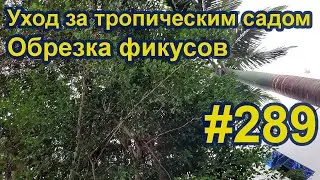 Уход за тропическим садом. #289