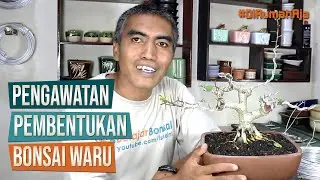 Cara Pengawatan dan Pembentukan Bonsai Waru Taiwan