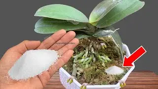 Sprinkle 1 teaspoon! Suddenly the orchid grew 1001 roots and bloomed super flowers
