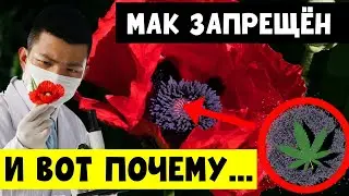 МАК МОЖЕТ БЫТЬ ОПАСЕН? 5 свойств мака для организма - ПОЛЬЗА ИЛИ ВРЕД?