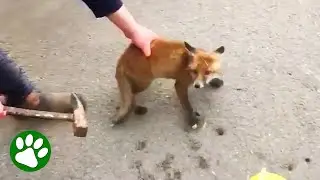 Quick-thinking farmer saves baby fox with hammer