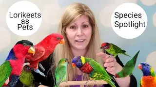 Lories and Lorikeets as Pets: Species Spotlight