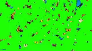 Butterflies Green Screen