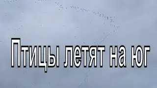 Птицы улетают в тёплые края. Новосибирск 14.10.2021года.