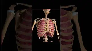 Sternum or Chestbone anatomy: 3d Illustration