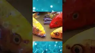 #shorts #cuckoo #funny #cuckootv #stopmotion #fish #foryou #2024 #funnyvideo #2023shorts #2023