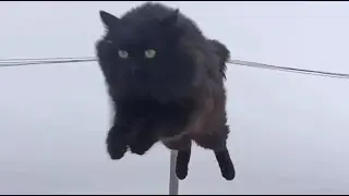 Пушинка и Чернуха деревенские умные кошки / village smart cats