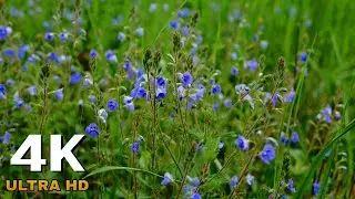 Beautiful nature and meadow flowers | Nature sounds and bird voices for relaxation and sleep