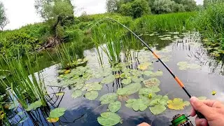 ЗАБРАЛСЯ В САМЫЕ ДЕБРИ на малую реку И НЕПОЖАЛЕЛ! Рыбалка на спиннинг в 2024