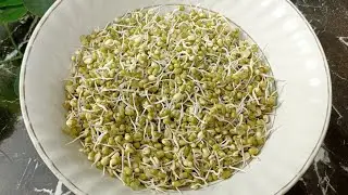 How to Sprout Green Moong (mung) Beans At Home - How to Grow Sprouts🌱 At Home l