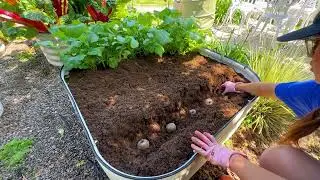 Planting Potatoes