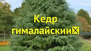 Кедр гималайский. Краткий обзор, описание характеристик, где купить саженцы cedrus deodara