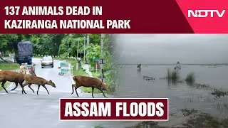 Assam Flood News | 6 Rhinos Among 137 Animals Dead In Kaziranga National Park Amid Assam Floods