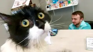 Котик Кузя в ветклинике у ветеринара  Наш сериал о котике Кузе и коте Чувачке