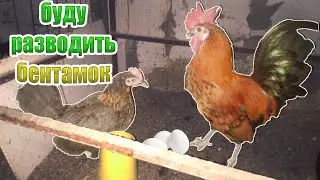 Бентамские карликовые куры - лучшие Несушки?!