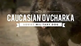 THE CAUCASIAN OVCHARKA BUILT BY THE SOVIET MILITARY