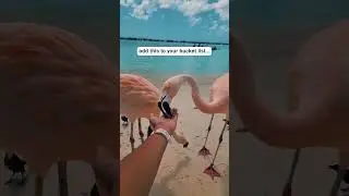 Flamingo Bucket List