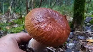 В лес за белыми грибами.