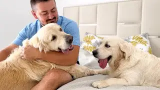 Golden Retrievers Demand Attention from Their Human Dad!