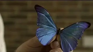 Butterflies and metamaterials with Professor Roy Sambles