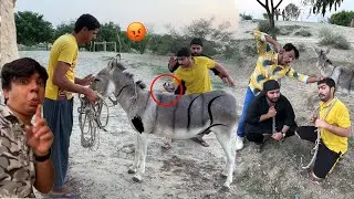 Donkey Ko Zebra Banaty Howa Dakh Lea 😡 Dhoka Ho Rha Tha 😔