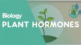 Plant Hormones: Tropisms | Plants | Biology | FuseSchool