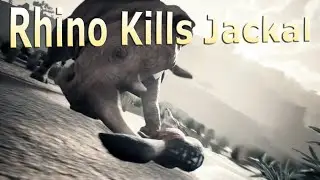 Rhino Kills Jackal - Ancestors The Humankind Odyssey