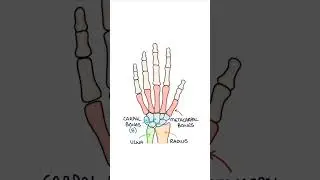 Basic Hand Bone Anatomy #medicalstudent #anatomy #orthopaedics #biology