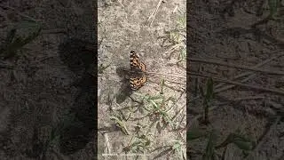 Какая же она красавица!