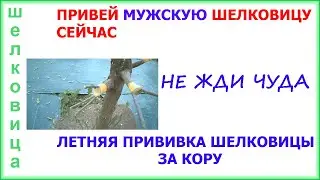 За 10 минут! Как привить мужскую ШЕЛКОВИЦУ летом в июне для плодоношения. Каждый так может.