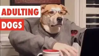 Adulting Dogs | Funny Dog Video Compilation 2017