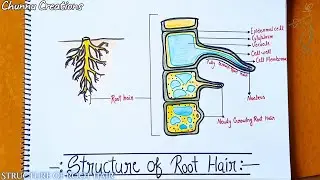 Root hair diagram| how to draw root hair step by step| root hair drawing |structure of root hair