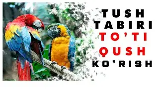 Tushda Toti Korish Tabiri