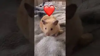 Ти любиш свою маму?🥺💗 #тренды #врекомендации #українатоп #cats #funnycatsvideos #cute #hamsters