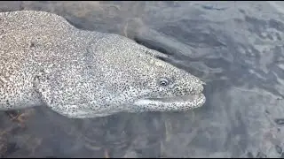 CLOSE UP EELS SIGHTINGS in Watamu