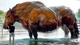 20 Largest Cows in the World