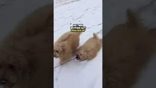 This is not a Carpet its a Fluffy Dog !😲❤️