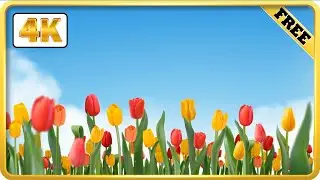 Red and yellow Tulip field with blue sky background video loops