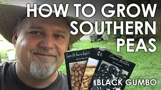 How to Grow Southern Peas / Cowpeas || Black Gumbo