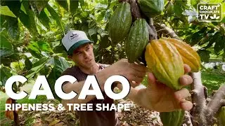 Cacao Tree Analysis: Ripeness & Tree Architecture | Ep.65 | Craft Chocolate TV