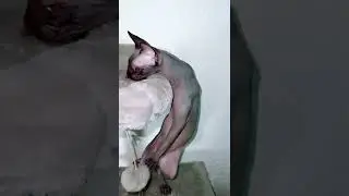 Лысая кошка сфинкс хочет шоколадку но нельзя