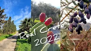 Real Crete // Сбор урожая оливок // Природа Погода Крит 2022