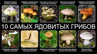 Топ 10 САМЫХ ЯДОВИТЫХ  ГРИБОВ В МИРЕ